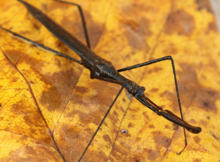 Water Scorpion